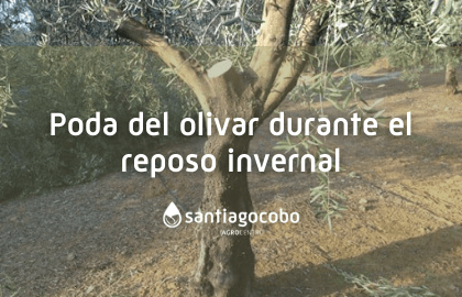 Tratamientos fitosanitarios preventivos en el olivar (2)