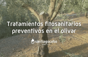 tratamientos fitosanitarios preventivos en el olivar