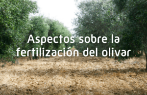 Aspectos sobre la fertilización del olivar
