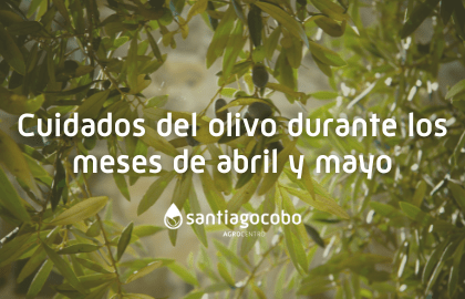 Cuidados del olivo durante los meses de abril y mayo
