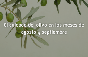 El cuidado del olivo en los meses de agosto y septiembre