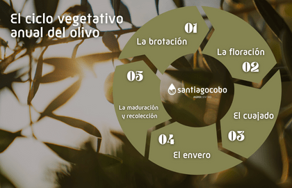 El ciclo vegetativo anual del olivo