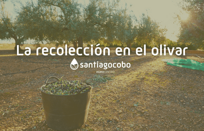 La recolección en el olivar